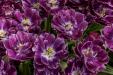 'Tulip 58' (Apr 2017) - Lisse, Netherlands