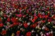 'Tulip 59' (Apr 2017) - Lisse, Netherlands