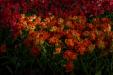 'Tulip 60' (Apr 2017) - Lisse, Netherlands