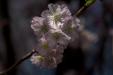 'Cherry Blossom 4' (Mar 2018) - Gardens by the Bay, Singapore
