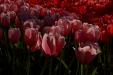 'Tulip 62' (Apr 2017) - Lisse, Netherlands