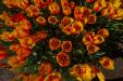 'Tulip 63' (Apr 2017) - Lisse, Netherlands
