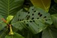 'Simpoh Air Leaf' (May 2022) - Alexandra Road, Singapore