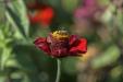 'Bee on Red Flower' (Sep 2022) - Hokkaido, Japan