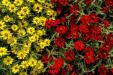 'Red & Yellow' (Oct 2022) - Fujikawaguchiko, Japan