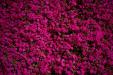 'Spring Bloom' (Apr 2023) - Izu Peninsula, Japan