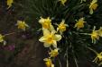 'Daffodil' (Apr 2023) - Kawaguchiko, Japan