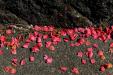 'Red Petal' (Apr 2023) - Izu Peninsula, Japan