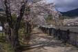 'Cherry Blossom Park' (Apr 2023) - Fujikawaguchiko, Japan