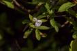 'Leaf and Petal' (Mar 2023) - Kofu, Japan