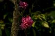 'Cherry Blossom 7' (Mar 2023) - Kofu, Japan