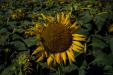 'Sunflower 1' (Aug 2023) - Sante Park Tahara, Japan