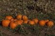 'Pumpkin' (Sep 2022) - Furano, Japan
