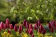 'Tulip 64' (Apr 2017) - Lisse, Netherlands