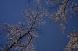 'Cherry Blossom 8' (Apr 2023) - Fujiyoshida, Japan