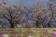 'Cherry Blossom 9' (Apr 2023) -  Fujikawaguchiko, Japan