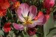 'Tulip 65' (Apr 2017) - Lisse, Netherlands