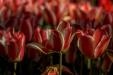 'Tulip 66' (Apr 2017) - Lisse, Netherlands