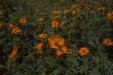 'Orange Bloom' (Aug 2023) - Nagano, Japan