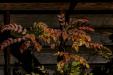'Colourful Leaves' (Mar 2024) - Nagano, Japan
