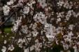 'Cherry Blossom 10' (Mar 2024) - Osaka, Japan