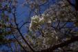 'Cherry Blossom 11 (Apr 2023) - Izu Peninsula, Japan