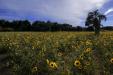 'Sunflower 3' (Jul 2024) - Tahara, Japan