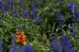 'Surrounded by Blue' (August 2024) - Hokkaido, Japan