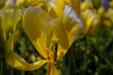 'Tulip 67' (Apr 2017) - Lisse, Netherlands