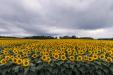 'Sunflower 4' (Aug 2024) - Hokkaido, Japan