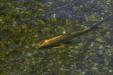 'Golden Fish' (Aug 2024) - Hamamatsu, Japan