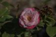 'Rose 10' (Aug 2024) - Hokkaido, Japan
