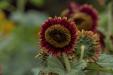'Sunflower 5' (Aug 2024) - Hokkaido, Japan