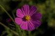 'Flower and Pollens' (Oct 2022) - Fujikawaguchiko, Japan
