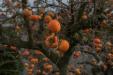 'Fruitful' (Oct 2022) - Kofu, Japan