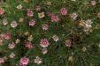 'Autumn Bloom' (Oct 2022) - Fujikawaguchiko, Japan
