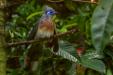 'Crested Coua' (May 2025) - Mandai Lake, Singapore