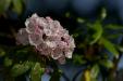 'Kalmia Latifolia' (Jun 2014) - Bern, Switzerland