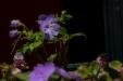 'Holes in the Petal' (Jul 2024) - Hokkaido, Japan