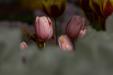 'Tulip 69' (Apr 2017) - Lisse, Netherlands