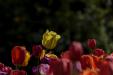 'Tulip 70' (Apr 2017) - Lisse, Netherlands